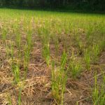 cara menanam padi salibu